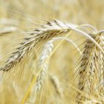 Rozdrabnianie zbóż – jakie urządzenie warto wybrać?